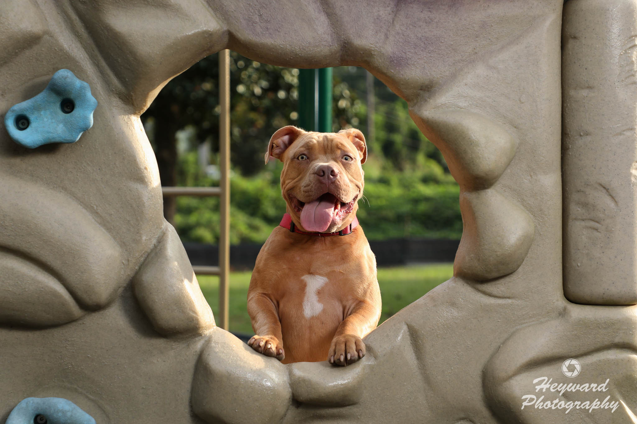 A dog looking through a rock climbing wall.